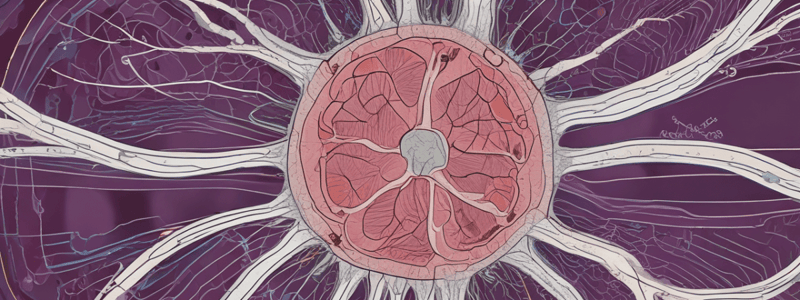 Functions of Connective Tissue in the Human Body