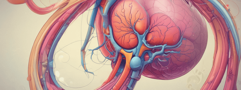 Human Kidney Structure and Function