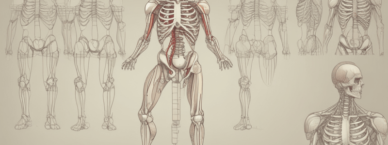 The Pelvis and Pelvic Ring