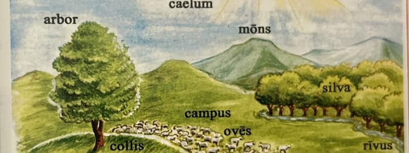 Latin Reading Comprehension: Shepherd and Sheep