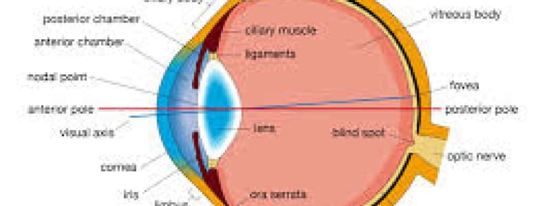 lab 3 - the eye