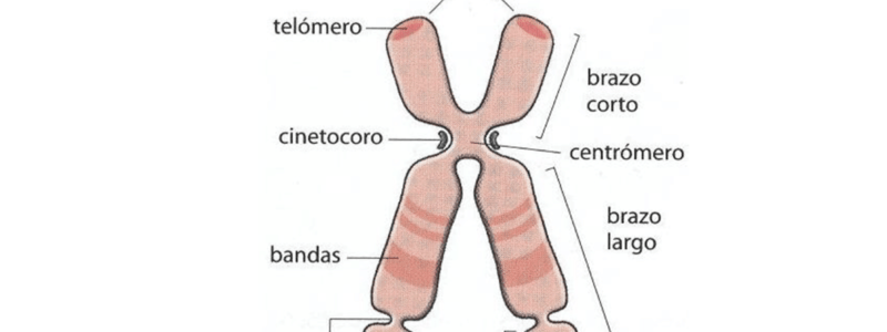 38. Quiz Membrana plasmática I 81 a 90