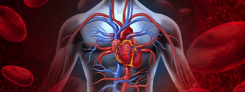 lab 4 - circulatory system