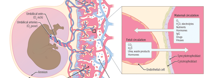 Placentation and lactation