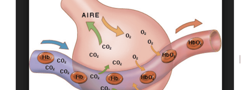 154. Quiz Sistema respiratorio I 317 a 323