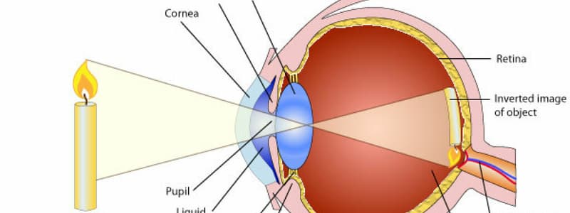 Visual perception (all notes)