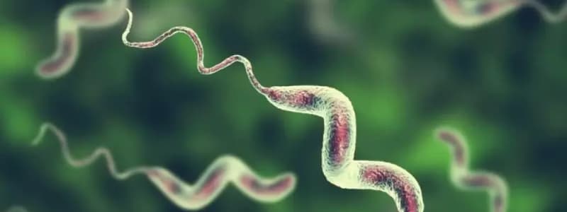 Campylobacter Bacteria and Gastroenteritis Quiz