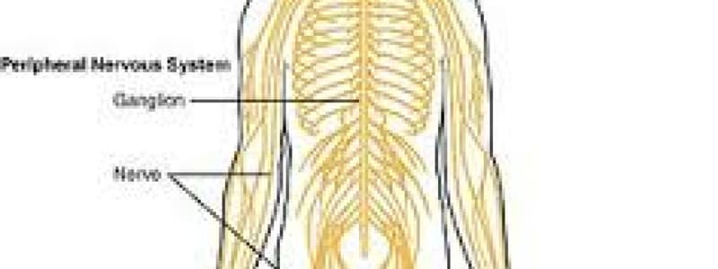 The Nervous System