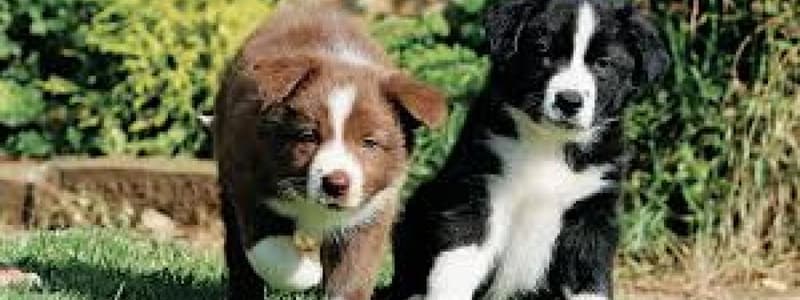 Border Collie Breed