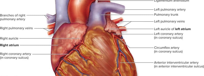 Chapter 19- Heart  Quiz