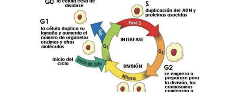 25. Quiz definición familia 9 a 12