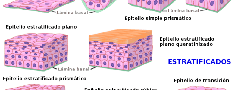 Tema 1