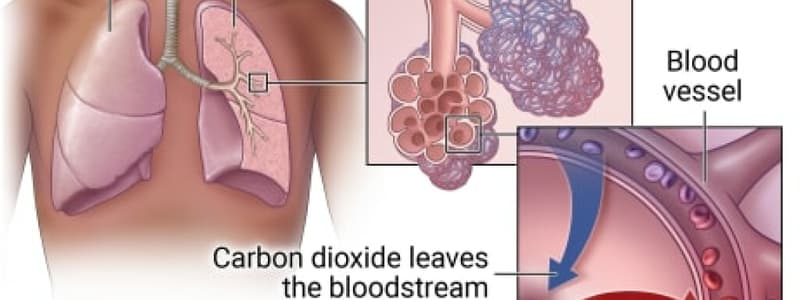 Respiratory System: gas exchange and pulmonary circulation (lecture 15)