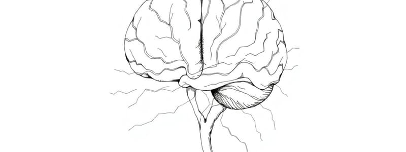 Nuclei della Base: Funzioni e Patologie (Fisiologia 97)