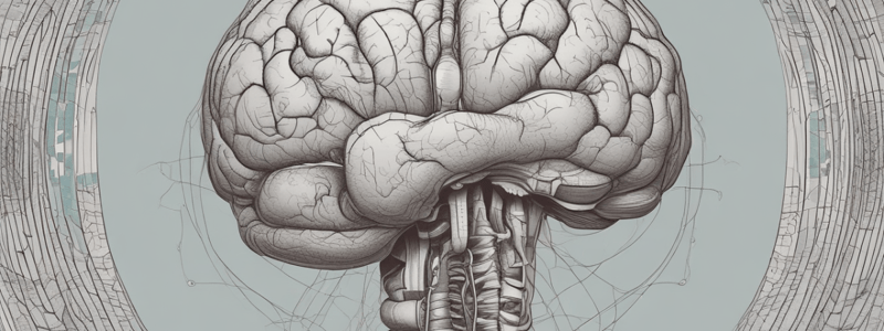 Brain Anatomy: Cerebellum and Metencephalon