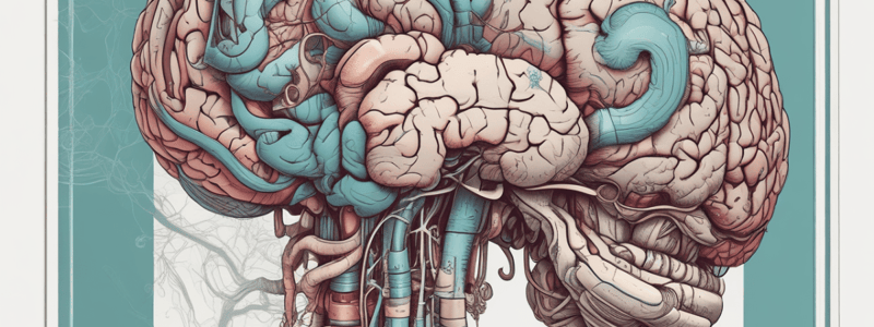 Brain Anatomy: Cerebrum, Brainstem, Cerebellum