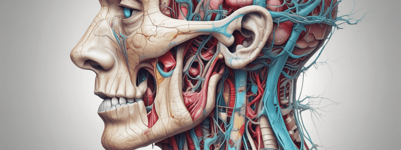 Cranial nerves Cycle 6