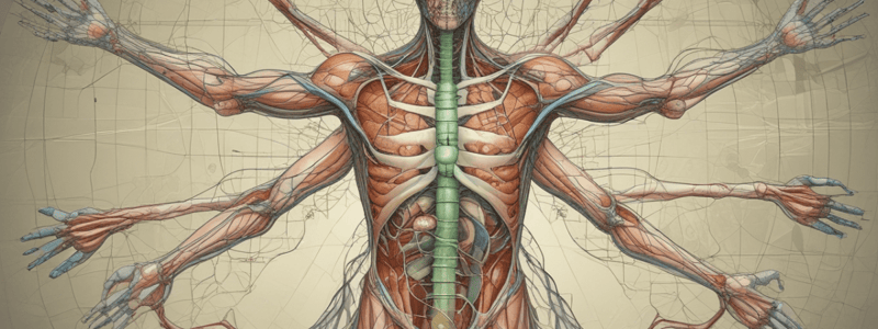 Lymphatic System