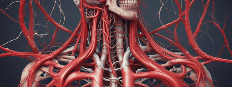 Thoracic Arteries Anatomy and Functions Quiz