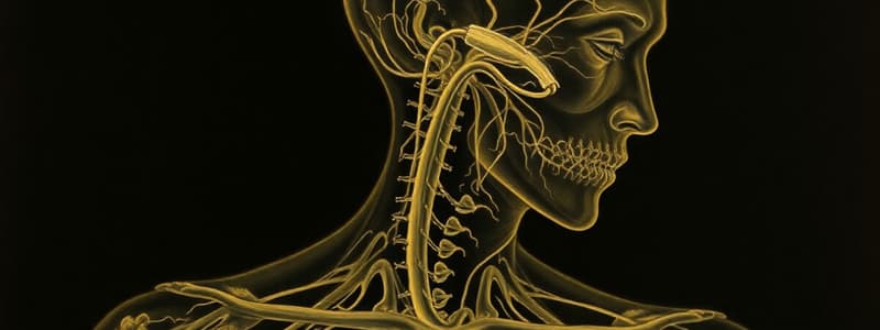 Autonomic Nervous System and Oculomotor Nerve