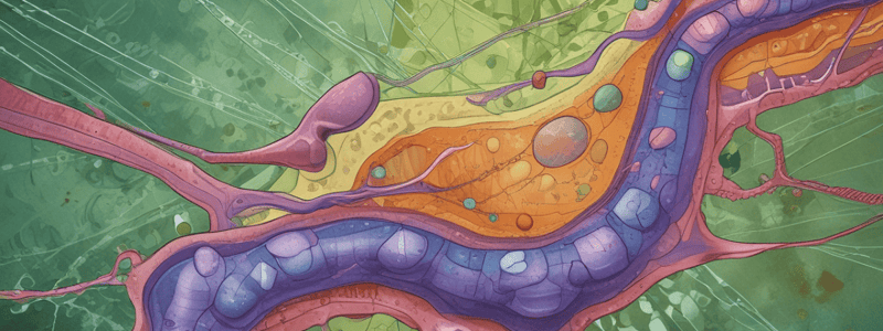 Cell Junctions Overview Quiz