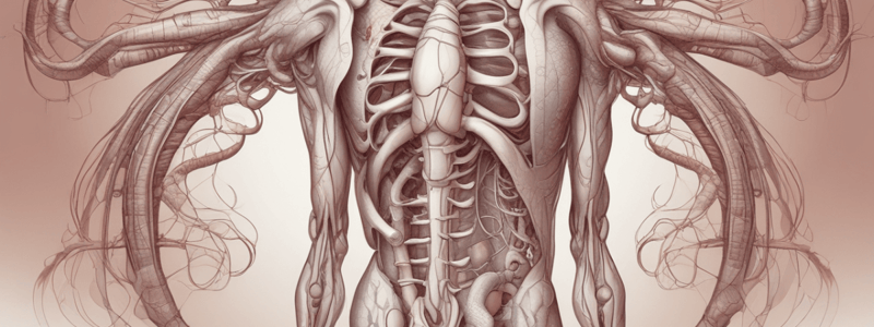 Ninja Nerd - Circulatory System | Arteries of the Thorax & Abdomen | Flow Chart