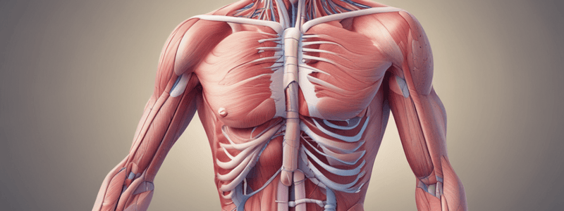 Physiology & Anatomy of Smooth Muscle