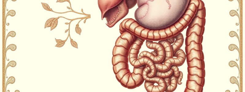 Embryology L10: Digestive System