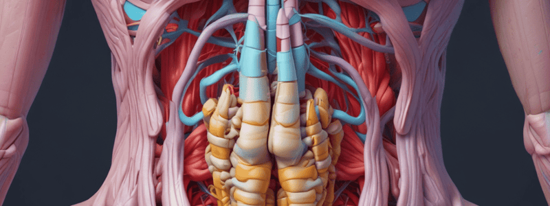 Anterior Abdominal Wall Anatomy Quiz