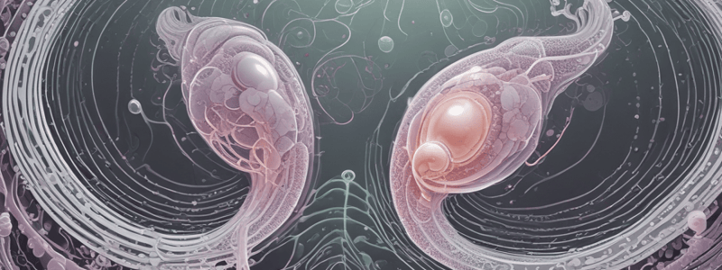 Spermatogenesis Process and Stages