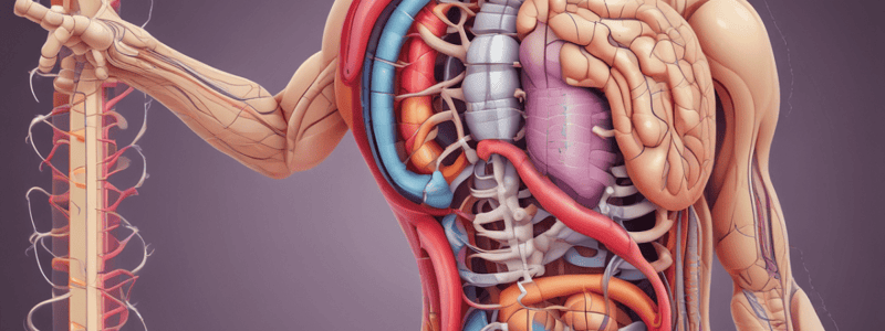 Anatomia del Tratto Gastrointestinale