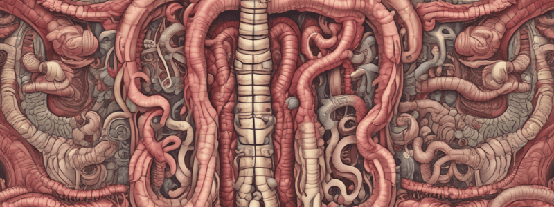 Small Intestine and Digestion