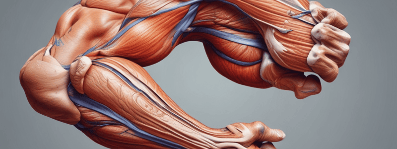 Superficial Anatomy of the Upper Limb