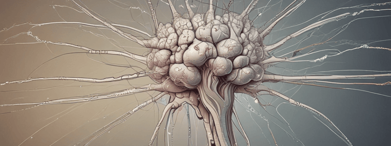 Brainstem Overview and Internal Structure