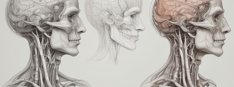 Anatomical Variants in Developmental Biology