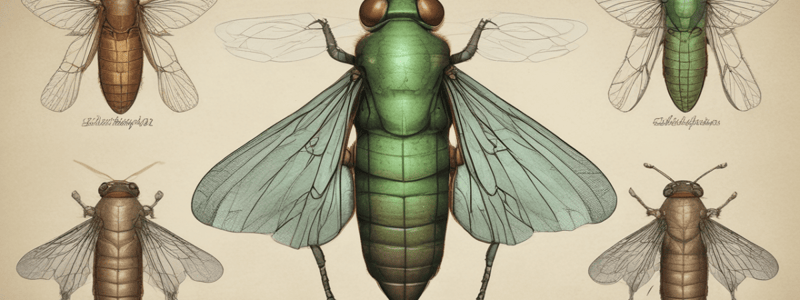 Cicada Life Cycle: Understanding the 2024 Brood