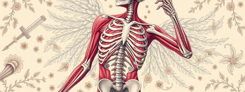 Human Anatomy Overview