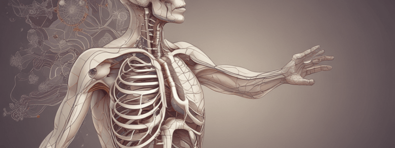 Respiratory System Functions