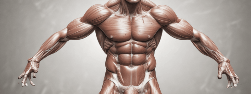 Muscle Fibre Types and Distribution