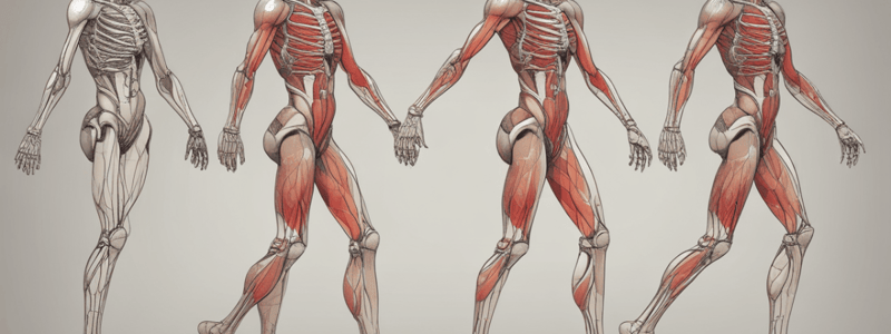 Gait Cycle and Lower Limb Muscles