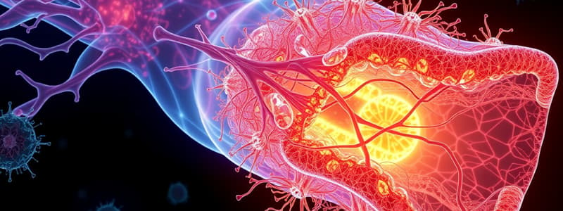 Neural Crest Cells Differentiation