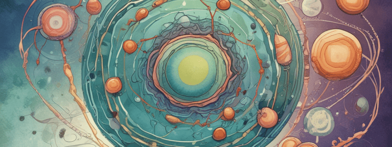 Cell Cycle: Mitosis Stages