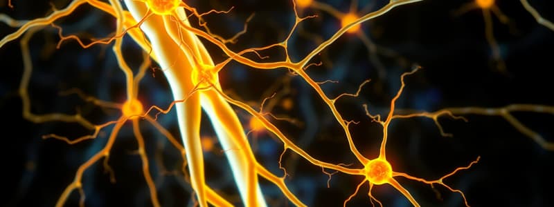 Motor Neurons and Descending Tracts Quiz