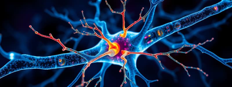 Neuron Structure and Electrochemical Gradients