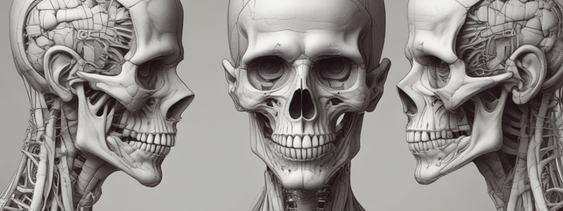 Cranial Nerves and Facial Skeleton