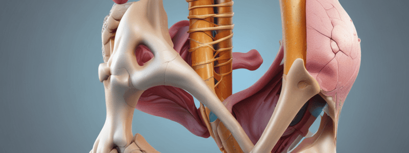 Hip Joint Anatomy and Synovial Membrane Quiz