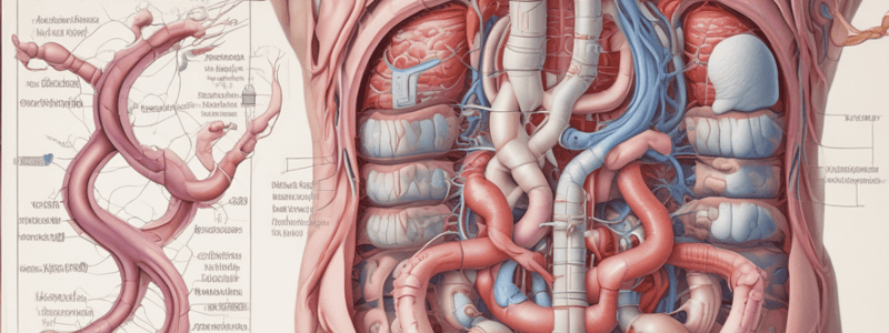 Upper Gastrointestinal Tract Anatomy