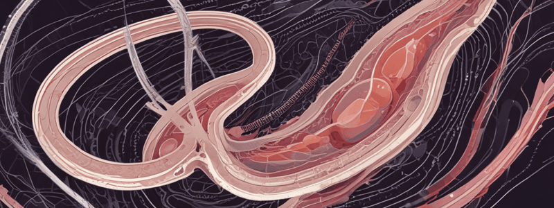 Spermatogenesis: Process of Male Gamete Formation