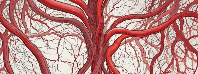 Blood Vessels: Arteries and Veins