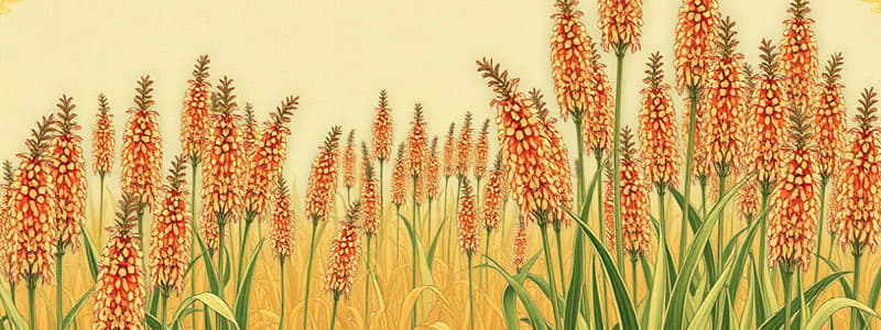 Sorghum Cultivation Guide